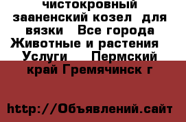 чистокровный зааненский козел  для вязки - Все города Животные и растения » Услуги   . Пермский край,Гремячинск г.